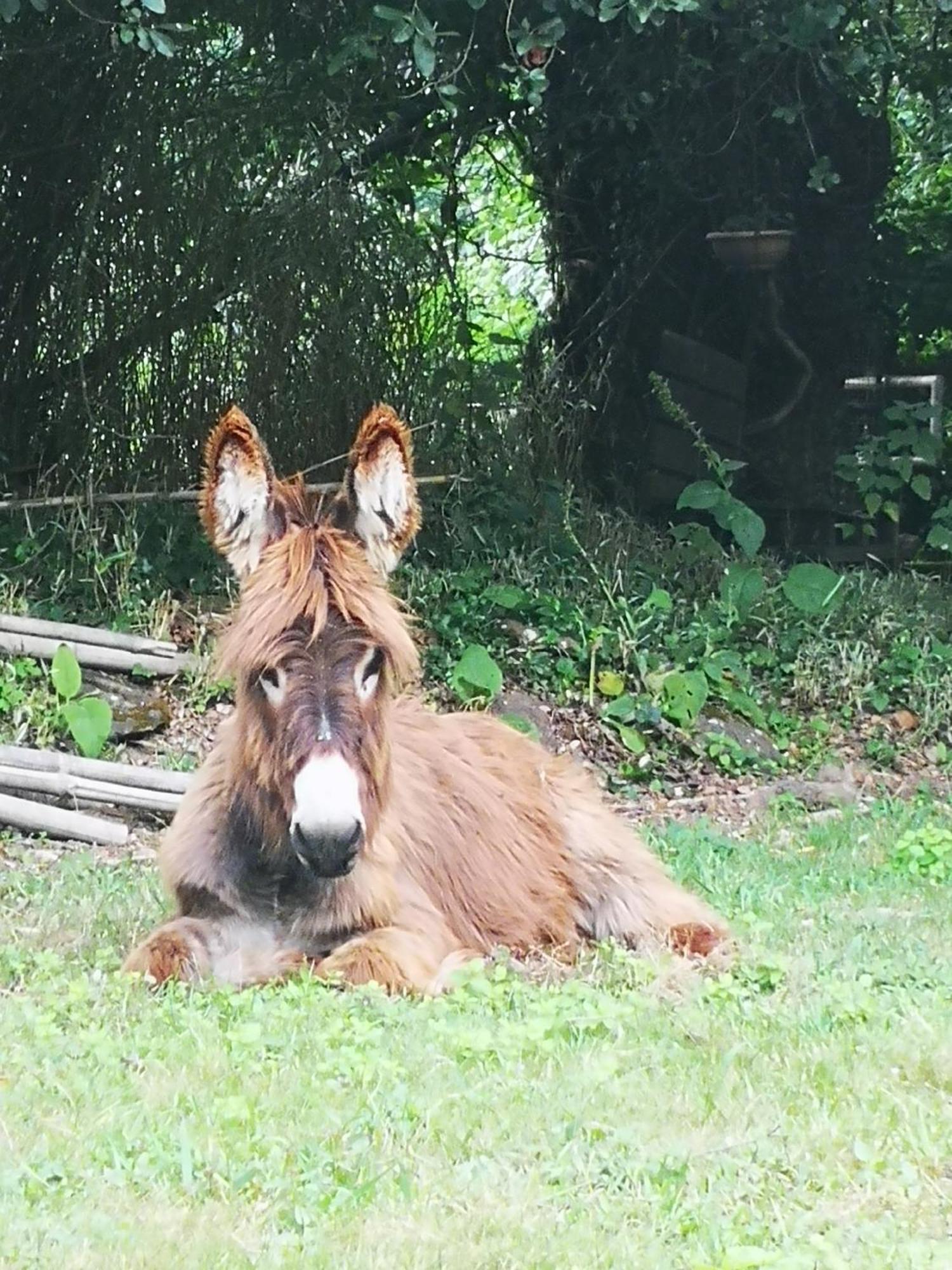 Quinta Das Aguias Aveiro Kültér fotó